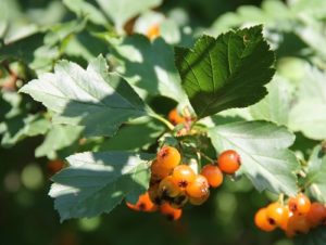 Crataegus (Боярышник)