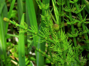 Equisetum (Хвощ зимующий)