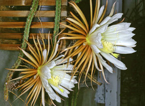 Cactus grandiflorus - selenicereus spinulosus (Цереус крупноцветковый (царица ночи)