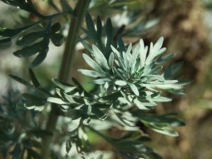 Artemisia vulgaris (Полынь обыкновенная)