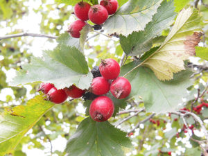 Crataegus (Боярышник)