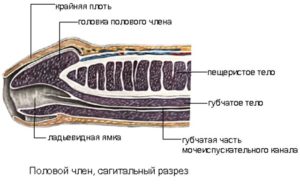 Хрящик на члене