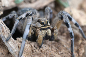 Tarentula hispania (Испанский тарантул)