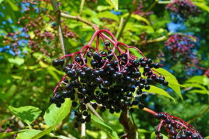 Sambucus nigra (Бузина черная)