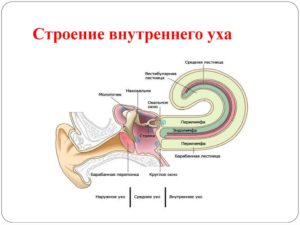 Клиническая анатомия внутреннего уха