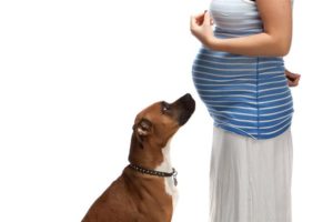 Беременность и домашние животные