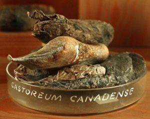 Castoreum (Бобровая струя)