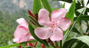 Oleander - nerium odorum (Олеандр)