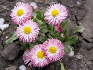 Bellis Perennis (Маргаритка)