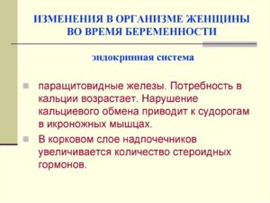 Беременность: Эндокринная система