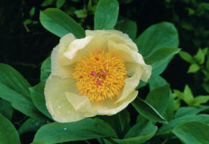 Paeonia (Пион аптечный)