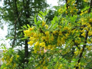 Robinia (Американская желтая акация)