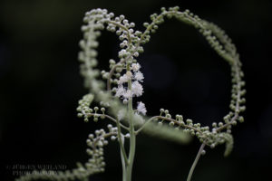 Cimicifuga racemosa (actea racemosa) (Черный змеиный корень) (продолжение...)