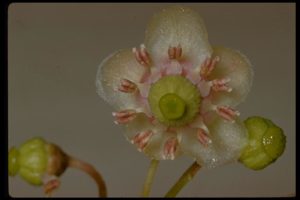 Chimaphila umbellata (Грушевка)