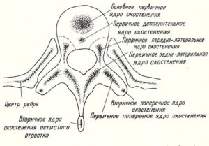 ядра окостенения