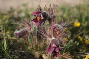 Pulsatilla (Прострел луговой)