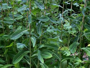 Lactuca virosa (Латук ядовитый)