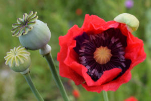 Opium - papaver somniferum (Млечный сок из незрелых головок мака снотворного)