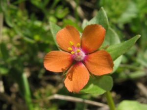 Anagallis Анагаллис (курослеп)