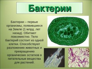 Микробы и биосфера земли