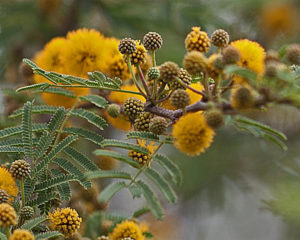 Эфирное масло мимозы (Acacia farnasiana)