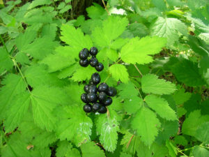 Actaea Spicata (Воронья ягода)