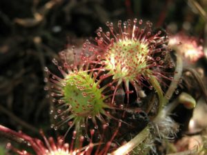 Drosera (Росянка)