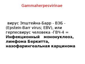 Гамма-герпесвирусы (Gamma-herpesvirinae): вирус Эпштейна-Барр