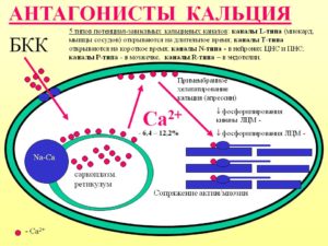 Гипертония: Лечение блокаторами кальциевых каналов