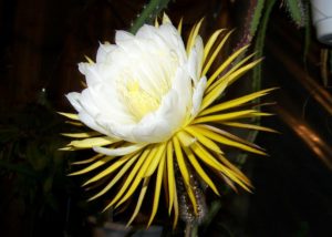 Cactus grandiflorus - selenicereus spinulosus (Цереус крупноцветковый (царица ночи)