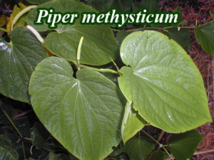Piper methysticum (Корень полинезийского перца кава)