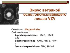 Альфа-герпесвирусы (Alpha-herpesvirinae) - вирус ветряной оспы и опоясывающего лишая