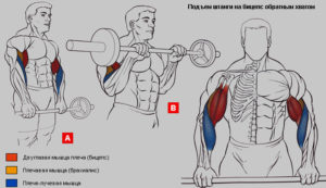 Сгибание рук со штангой обратным хватом