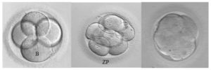 замедленное деление эмбриона
