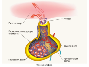 Pituitary gland (Гипофиз)