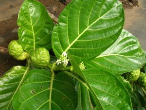 Моринда цитрусолистная (Нони) Morinda citrifolia