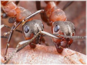 Formica rufa (myrmexine ) (Раздавленные живые муравьи)