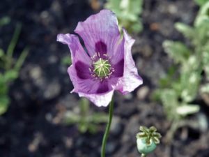 Opium - papaver somniferum (Млечный сок из незрелых головок мака снотворного)