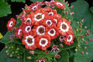 Cineraria (Цинерария)