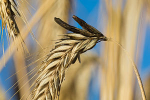 Secale cornutum - claviceps purpurea (Спорынья)