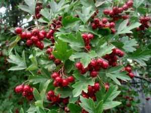 Crataegus (Боярышник)