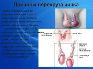 возможна ли пересадка яичка взрослому мужчине от его отца?