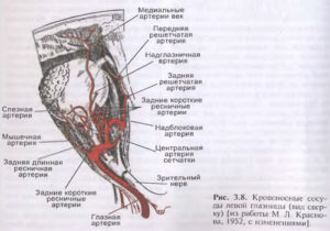 Артериальная система органа зрения