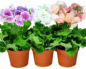 Primula obconica (Примула)
