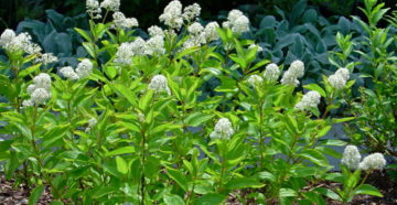 Ceanothus americanus (Краснокоренник американский)