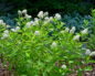 Ceanothus americanus (Краснокоренник американский)