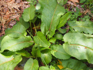 Rumex crispus (Щавель кудрявый)