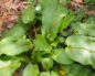 Rumex crispus (Щавель кудрявый)