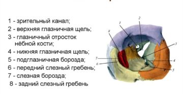 Глазница (Orbita) и ее содержимое