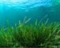 Морские водоросли